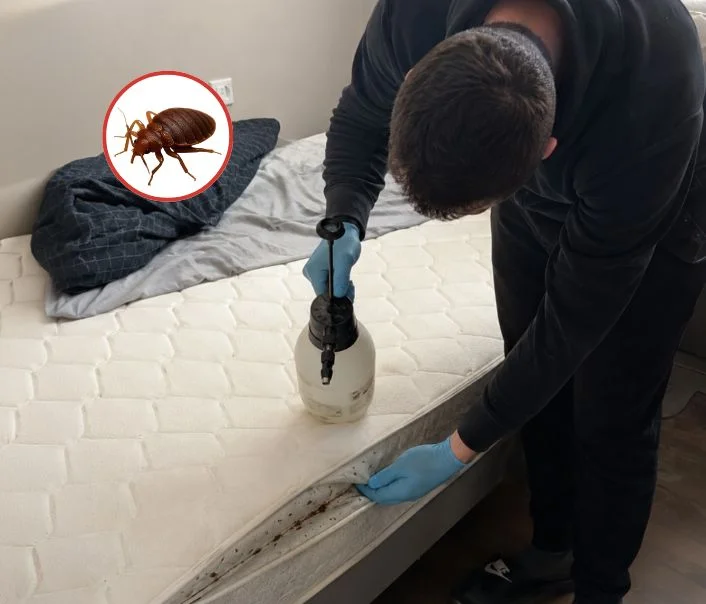 Technicien traitant un matelas contre les punaises de lit à Boutigny